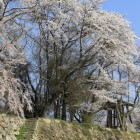 本丸東側櫓群石垣台上の桜