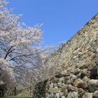二ノ丸二段石垣と下の桜