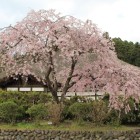 専用駐車場から石垣上に見事な一本桜