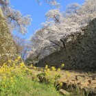 裏下門、石垣、桜、菜花