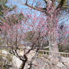 日本庭園の紅梅