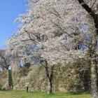 本丸東側櫓群石垣台と桜