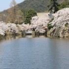 内堀、北ノ御門側の桜並木