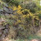 三の丸東面石垣、黄色い花と