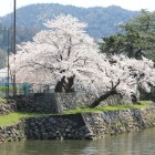 内堀二段石垣、兵庫櫓台上の桜