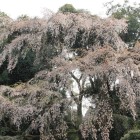 一本枝垂れ桜を見つけ撮る