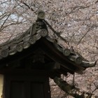 築地塀と桜