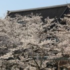 二の丸の桜、体育館内堀側