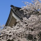 二の丸の体育館大屋根と桜