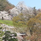 西坂下門上、右膳ノ丸の桜景観