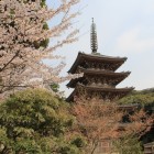 五重塔と桜