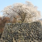 月見櫓跡石垣台と桜、粟積櫓台より