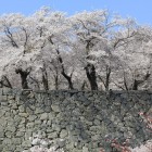 二ノ丸石垣上の桜