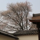 三宝院の桜