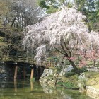 日本庭園の枝垂れ桜、左の樹勢が弱くなってきた