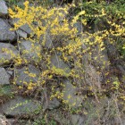 三の丸東面石垣と山吹の様な黄色い花