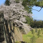 二ノ丸下ノ段石垣城塁と桜