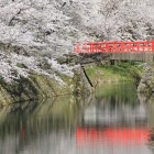 内堀と本丸への赤い橋と桜