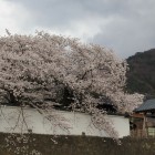 武家屋敷入口横の白土塀沿いの桜並木
