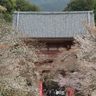 仁王門門前の桜並木、写真の下は人でいっぱい