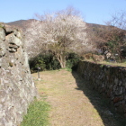 大手桝形虎口登城口の満開白梅