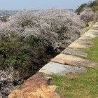 二ノ丸天端と桜