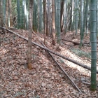 竹藪の中の空堀