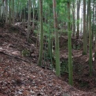 正面奥が本郭。右手前が空堀。左斜面を登りきると絶壁。右端も絶壁だが、本丸から二郭への土橋のような道がある。