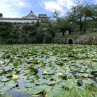 下の橋大手門と睡蓮(2020年7月撮影)