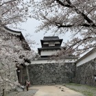 開花した桜と(伝)潮見櫓、下の橋大手門