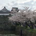 桜と下の橋大手門(2016年4月)