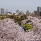天守台より本丸の桜(2013年3月撮影)