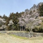 潜龍院跡と岩櫃山の山桜