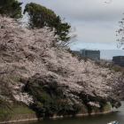 千鳥ヶ淵