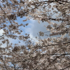 千鳥ヶ淵緑道