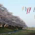 展勝地桜、鯉のぼりもは早朝で寝てる様