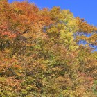 ブナ林の紅葉