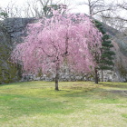 三の丸西側下の一本枝垂れ桜