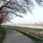 展勝地桜、遊歩道、北上川沿い