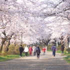 展勝地桜、堤防道は人出も多く