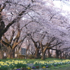 展勝地桜と水仙