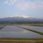 遊佐町辺り出羽富士鳥海山、水田越しに