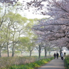 展勝地桜と柳の萌黄若葉
