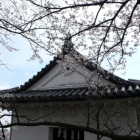 本丸表門櫓入母屋と桜