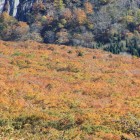ブナの紅葉絨毯を見る