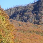 ブナの紅葉Ⅱ