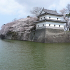 広い濠越しに鉄砲櫓と桜