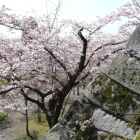 末御門跡より淡路丸の桜を見る