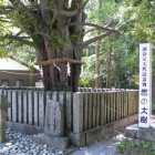 梛の大樹