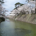 本丸城塁と帯曲輪間の濠と桜、奥に鉄砲櫓